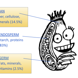 larry the wheat berry illustration